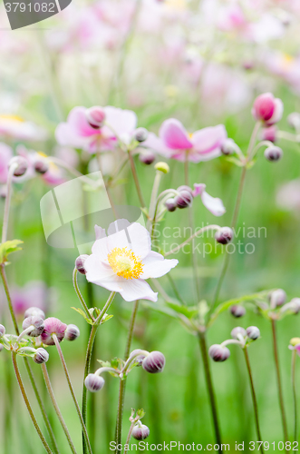 Image of Japanese Anemone flowers in the garden, close up.  Note: Shallow