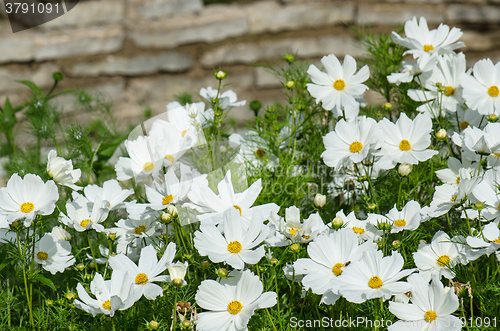 Image of White  flower on a bed with other plants, close-up 