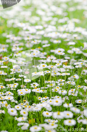 Image of Glade beautiful little daisy, close-up