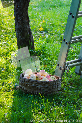 Image of A basket full of apples in the garden  