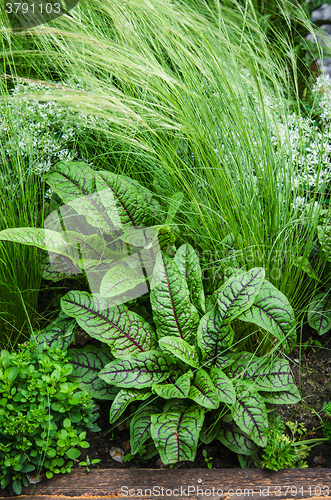 Image of A variety of plants and vegetables grown in the garden, close up