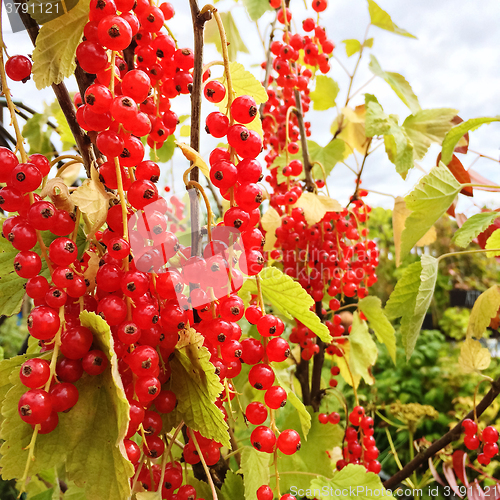 Image of Ripe red currant berries