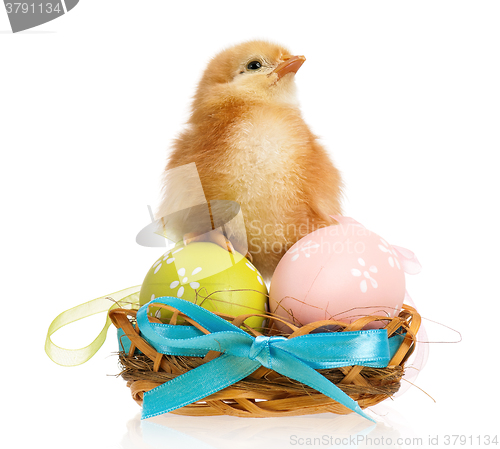 Image of Little chicken in nest with Easter eggs