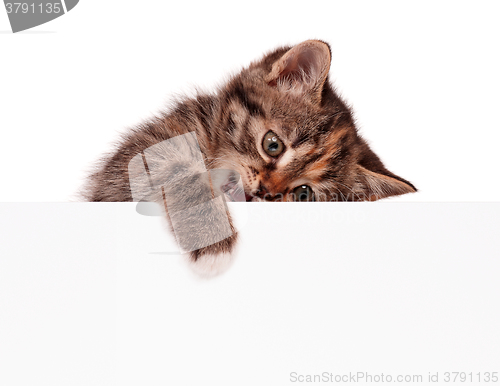 Image of Pretty kitten peeking out of a blank sign