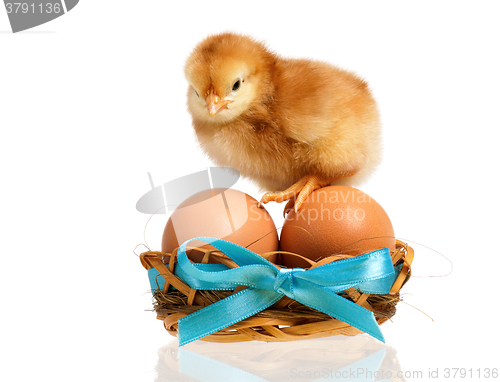 Image of Little chicken in nest with eggs