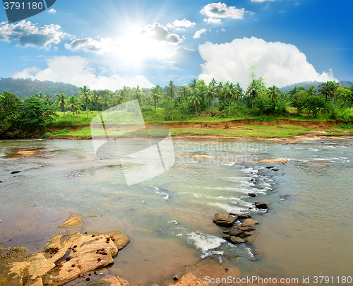 Image of River in jungle