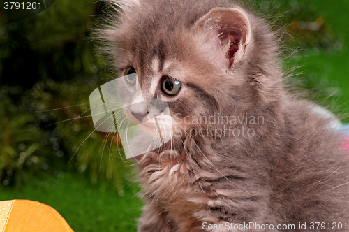 Image of Portrait of a cute gray kitten