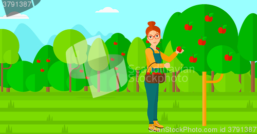 Image of Farmer collecting apples.