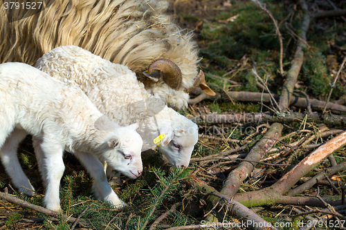 Image of Sheep with lamb on rural farm