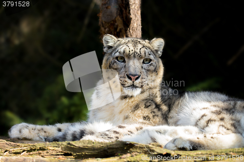 Image of snow leopard, Irbis Uncia uncia