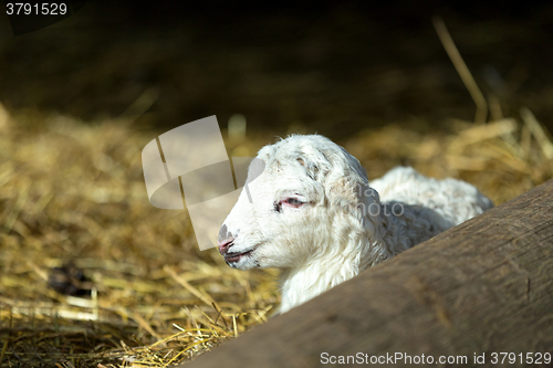 Image of Sheep with lamb on rural farm