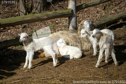 Image of Sheep with lamb on rural farm