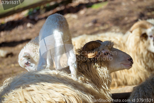 Image of Sheep with lamb on rural farm