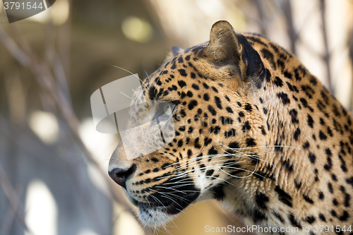 Image of portrait of Persian leopard