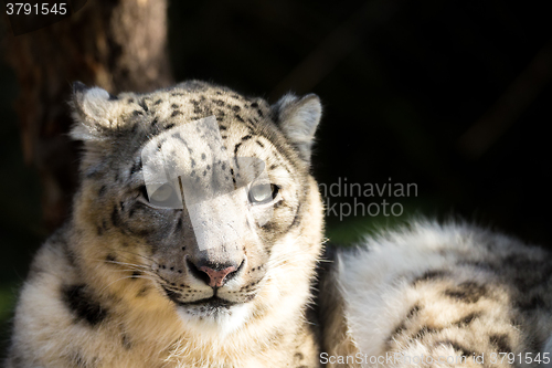 Image of snow leopard, Irbis Uncia uncia