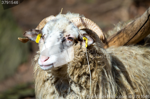 Image of ram or rammer, male of sheep