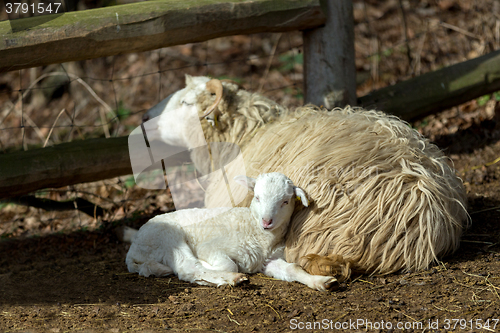 Image of Sheep with lamb on rural farm