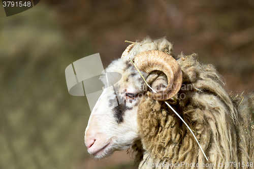 Image of ram or rammer, male of sheep