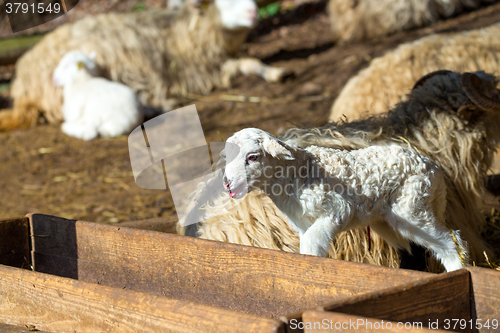 Image of Sheep with lamb on rural farm