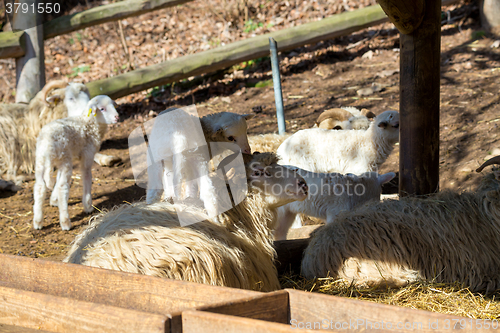 Image of Sheep with lamb on rural farm