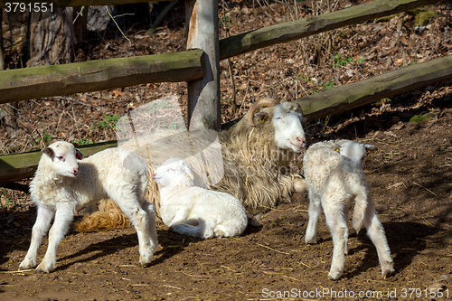 Image of Sheep with lamb on rural farm