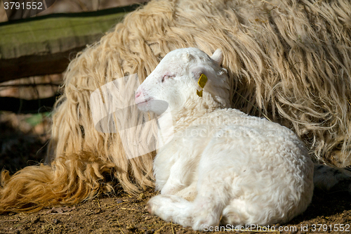 Image of Sheep with lamb on rural farm