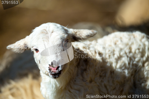 Image of Sheep with lamb on rural farm