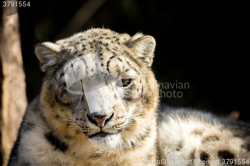 Image of snow leopard, Irbis Uncia uncia