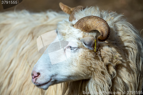 Image of ram or rammer, male of sheep