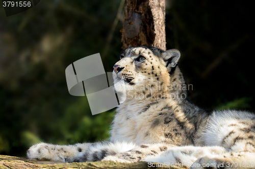 Image of snow leopard, Irbis Uncia uncia