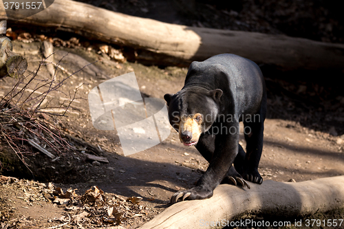 Image of Sun bear also known as a Malaysian bear