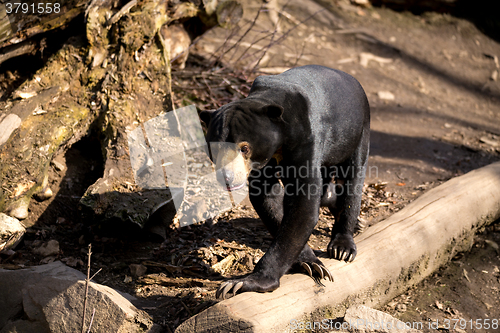 Image of Sun bear also known as a Malaysian bear