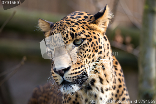 Image of portrait of Persian leopard