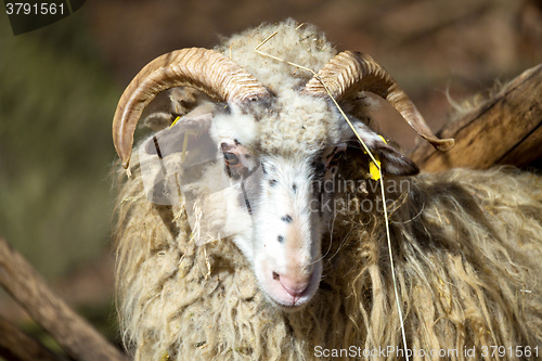 Image of ram or rammer, male of sheep