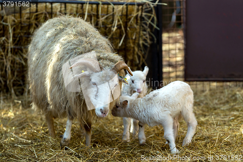 Image of Sheep with lamb on rural farm