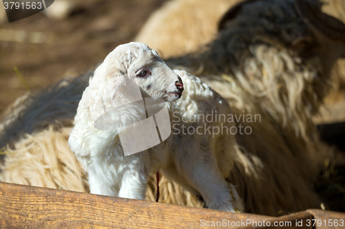 Image of Sheep with lamb on rural farm