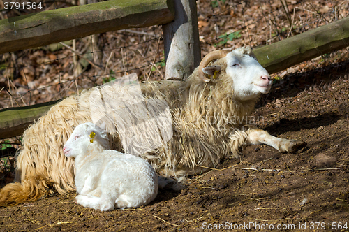 Image of Sheep with lamb on rural farm