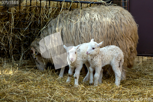 Image of Sheep with lamb on rural farm