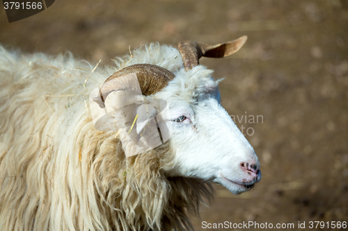 Image of ram or rammer, male of sheep