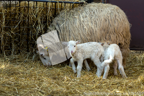 Image of Sheep with lamb on rural farm