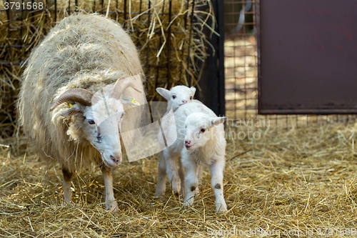 Image of Sheep with lamb on rural farm