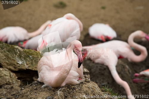 Image of Beautiful American Flamingos on eng in nest