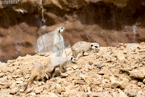 Image of meerkat or suricate