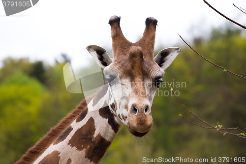 Image of close up Giraffe portrait