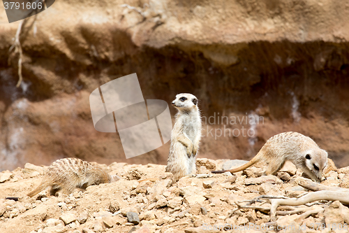 Image of meerkat or suricate