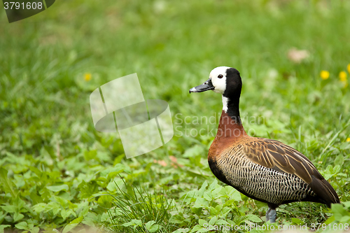 Image of white-faced whistling duck