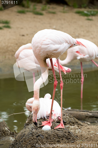 Image of Beautiful American Flamingos on eng in nest