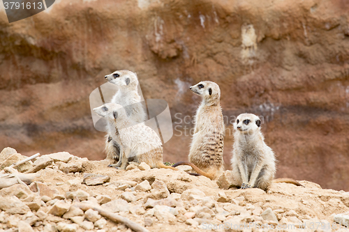 Image of meerkat or suricate