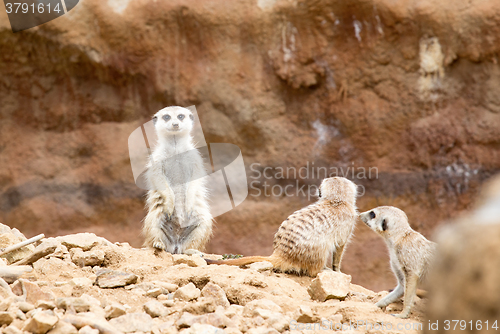 Image of meerkat or suricate
