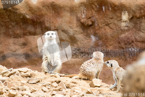 Image of meerkat or suricate